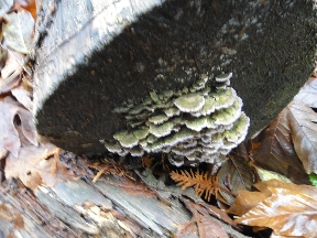 Mushrooms living horizontally